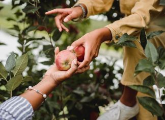 Fruits and Vegetables: Pesticide Free or Organic?